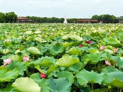 -荷塘月色湿地公园·向阳花洲