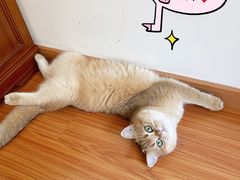 -东方名猫馆·英短金渐层布偶猫舍(环线广场1号楼店)