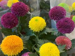 -双季花艺园艺市场(浦东店)