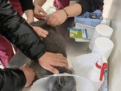 -美联众合动物医院·24h京西诊疗中心