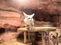 -Zoolung Zoolung动物主题公园(海信广场店)