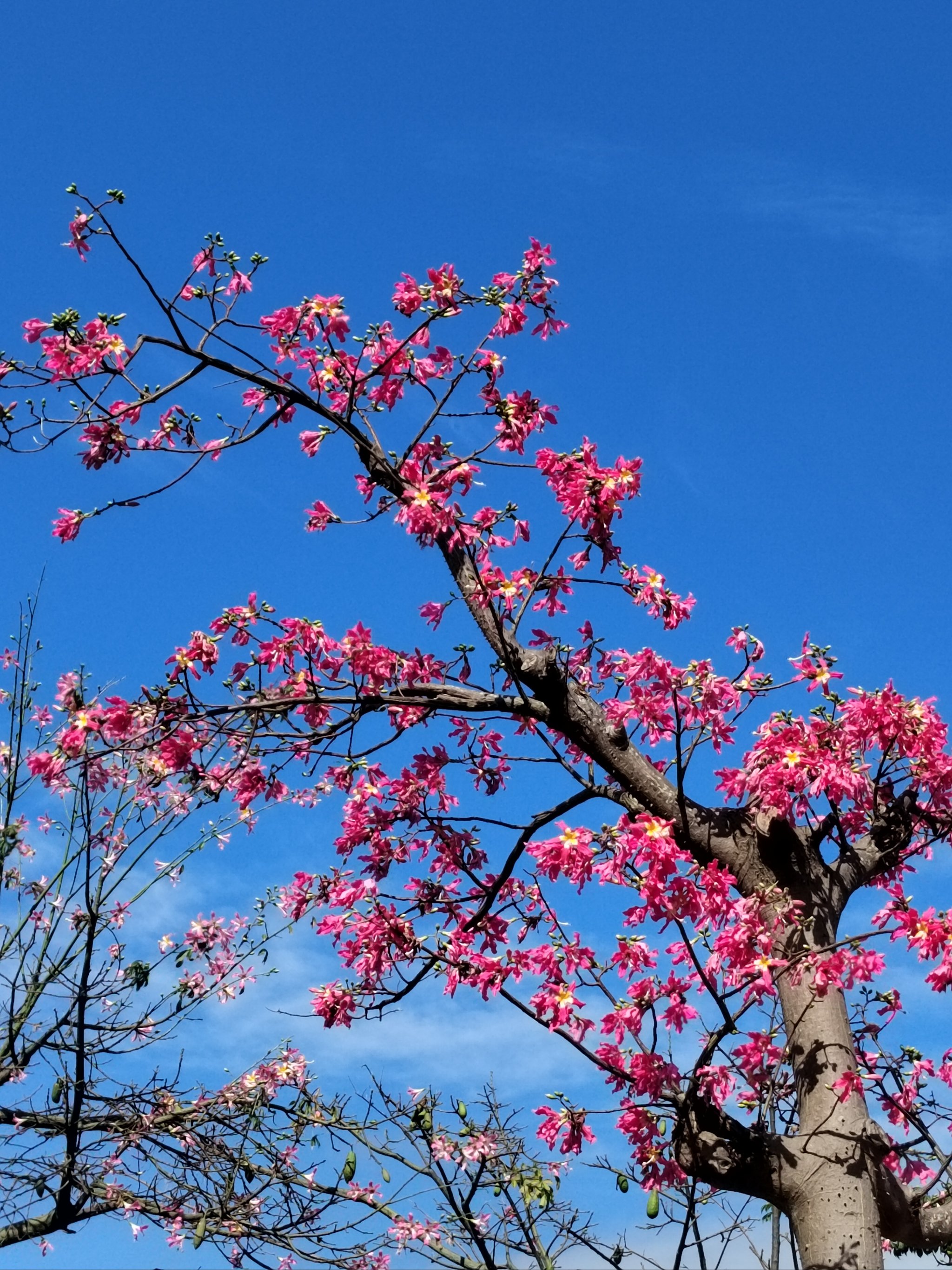 横琴花海长廊介绍图片