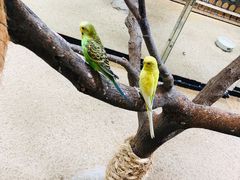 -上海大自然野生昆虫馆(东方明珠·爬宠昆虫探索中心)