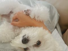 -安安宠医宠物医院·异宠·犬猫内科(岳阳分院)