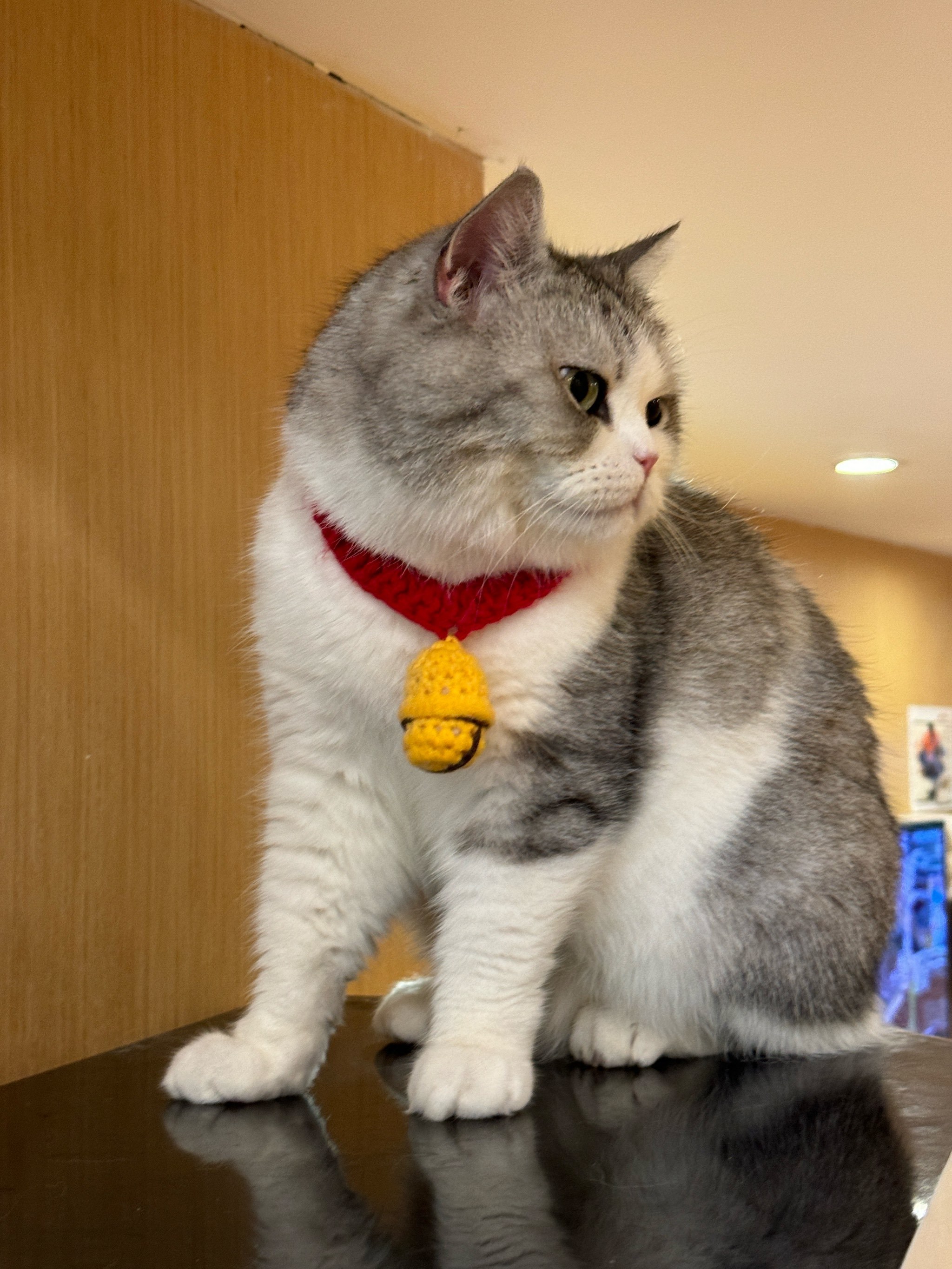 主要是想来看网红猫猫大头,他特别可爱,真