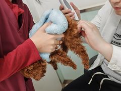 -宠福鑫康馨动物医院·骨科·眼科