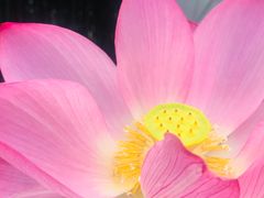 -陈家山荷花公园
