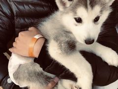 -Husky Go! 哈士奇体验馆·宠物咖啡厅狗咖