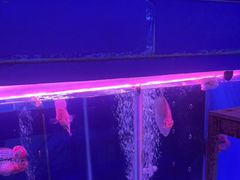 -山东柏宁水族批发广场