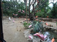-新加坡飞禽公园
