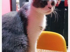 -猫色咖啡·猫咖