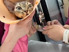 -伟伟宠物医院·CT影像中心·瑞派犬猫综合性门诊(汉口总院)