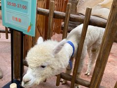 -杭州开元森泊度假乐园