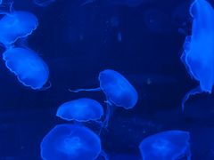 -欢乐海岸海洋奇梦馆