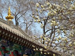 -护国法轮寺