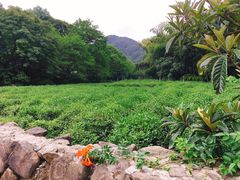 -杭州西湖风景名胜区-三生石
