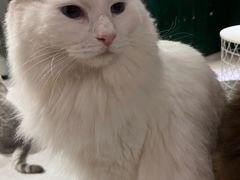 -猫儿山۰猫主题餐厅