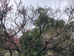 -香雪海