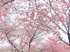 -武汉大学-樱园