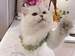 -欣宠猫屋·矮脚拿破仑·蓝金金渐层