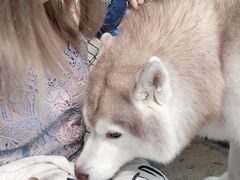 -TrueLove @ Neverland (Husky Cafe)