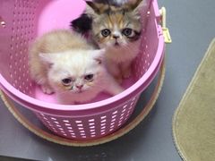 -爱侣宠医·鹦鹉专科·小型哺乳类·异宠专科(灵石路店)