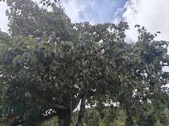 -武陵山森林公园