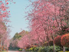 -洛龙公园