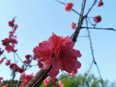 -重庆彩云湖湿地公园