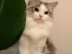 -momokira米努特·德文卷毛猫·棉花面纱犬