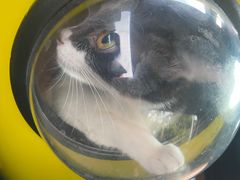 -安安宠医宠物医院·异宠·犬猫内科(岳阳分院)