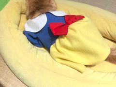 -逗柴咖啡屋·狗咖猫咖宠物桌游