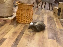 -袖虎·猫馆(体育西路店)