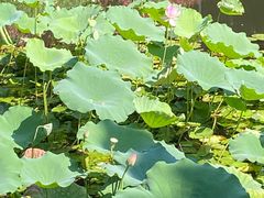 -荔湾湖公园