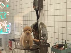 -BABIT巴比特宠物(MOMOPARK店)