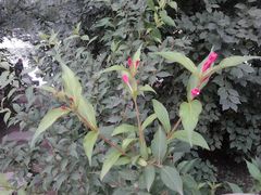 盛开的小花-沈阳南湖公园