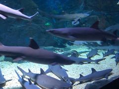 -烟台海昌鲸鲨海洋公园