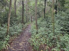 -铁山坪森林公园