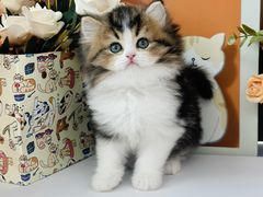 -小猫来了·猫舍(红山六九七九店)