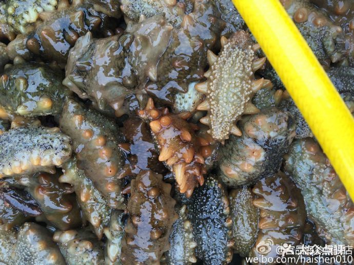 宫品海参(苏州直营店)鲜活海参图片 - 第3张