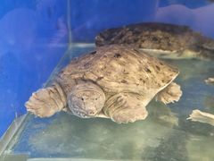 -圣罗巴海鲜自助(黑金店)
