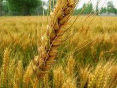 -西北湖绿化广场