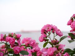 -上海滨江森林公园