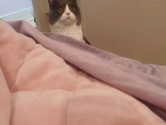 -瑞派宠物医院·中兽医专科(中央商城分院)