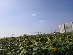 -光明小镇欢乐田园