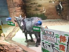 -正佳雨林生态植物园