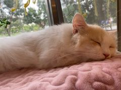-平行世界·猫咖(首经贸店)