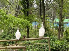 -安徽大青山野生动物世界