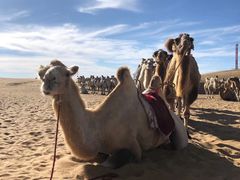 -亿利库布其七星湖沙漠生态旅游区