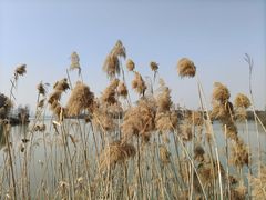 -金银湖国家城市湿地公园